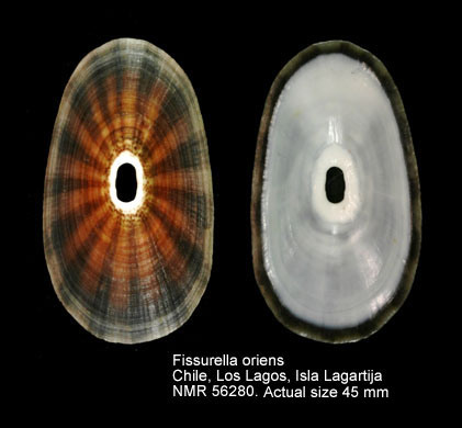Fissurella oriens.jpg - Fissurella oriensG.B.Sowerby,1834